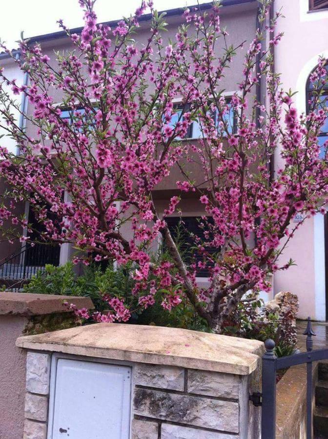 Apartman Ivankovic*** พูลา ภายนอก รูปภาพ
